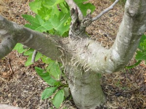 Cover photo for What to Watch For: Ambrosia Beetles in Perennial Fruit Crops