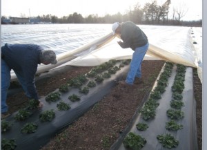 Cover photo for Disaster Aftermath: Delayed Planting and Row Covers