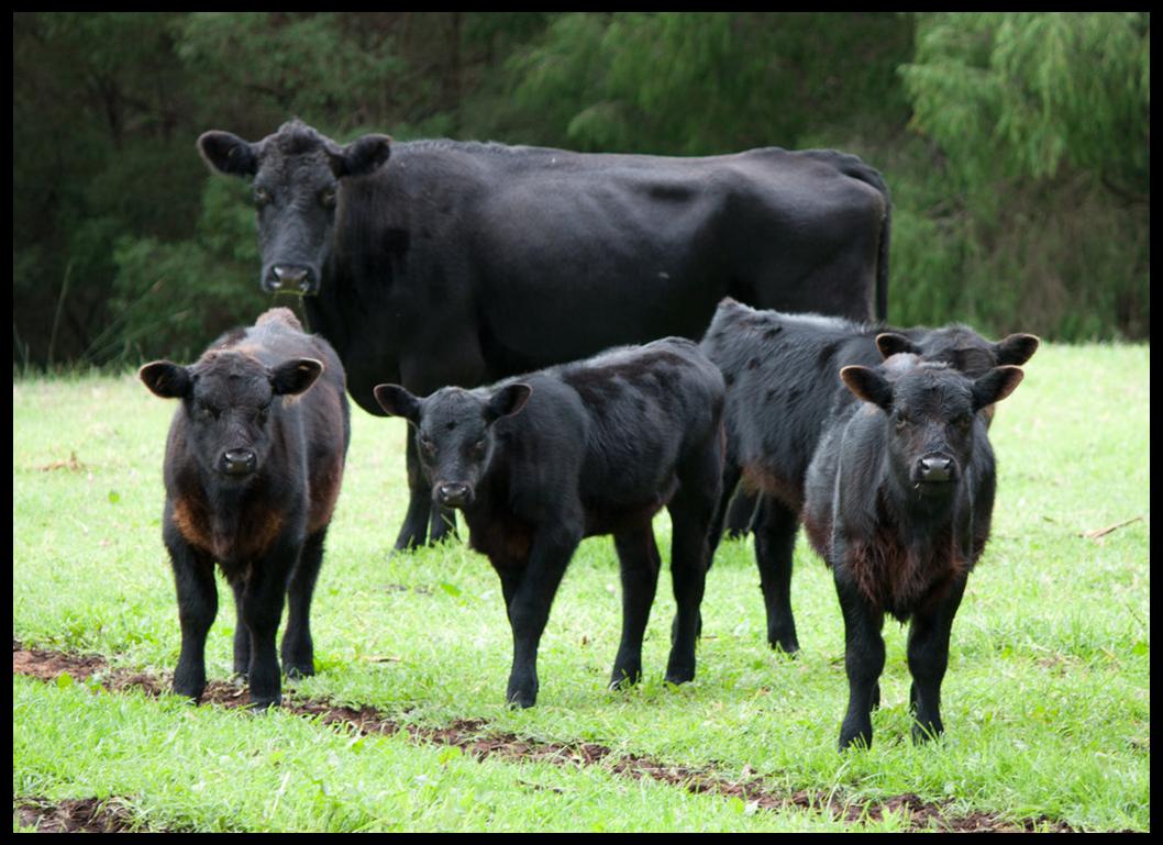 A black cow with 4 black calves.