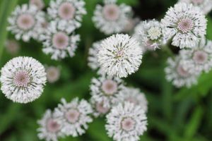 Spring-blooming piedmont Barbara's buttons (Marshallia obovata).