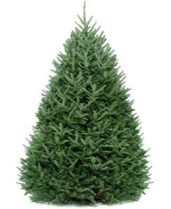 Fraser fir Christmas tree