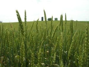 Cover photo for Small Grain Silage Whistlestop Tour 2018