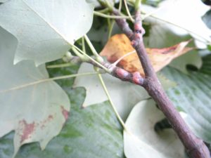 Tulip tree scales. Photo: SD Frank