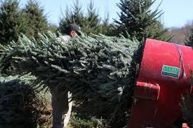 Cover photo for Postharvest Quality Christmas Tree Workshop