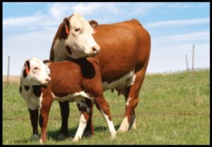 Cover photo for Ashe County Cattle Newsletter - September 2018