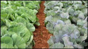 Cover photo for Getting Ready for a USDA Harmonized GAP Audit