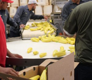 Cover photo for 2019 NC Produce Safety Professionals Conference