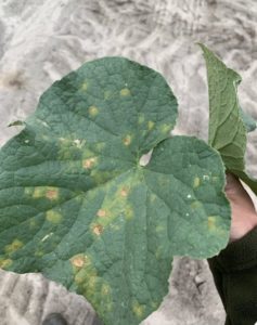 Cucumber downy mildew