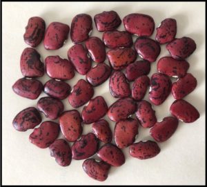 Cover photo for High Country Seed Swap and Growers Exchange