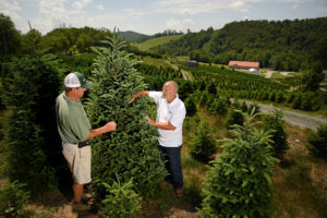 Men in field looking for bugs on Christmas trees