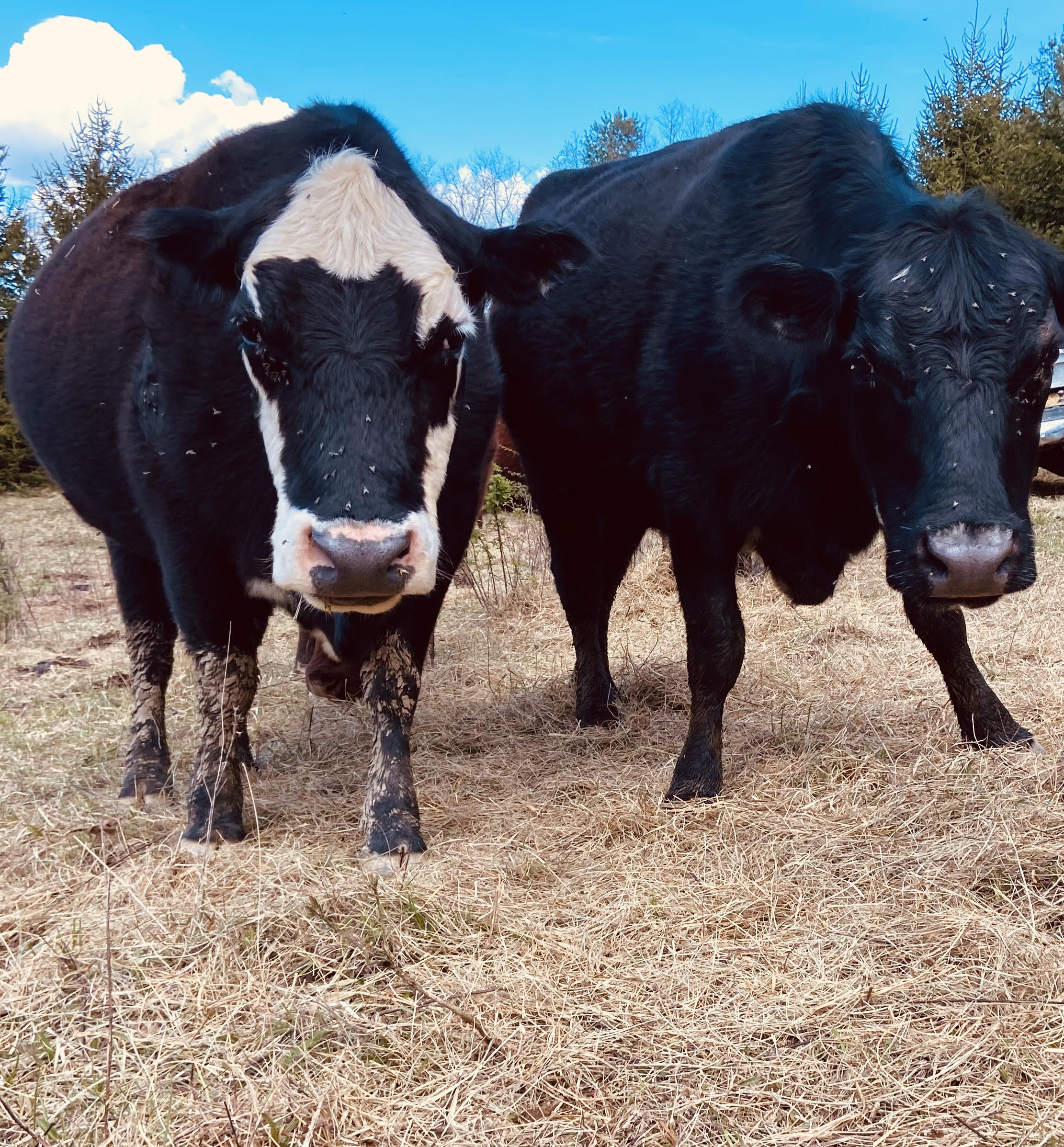 How To Properly Store And Handle Cattle Vaccines