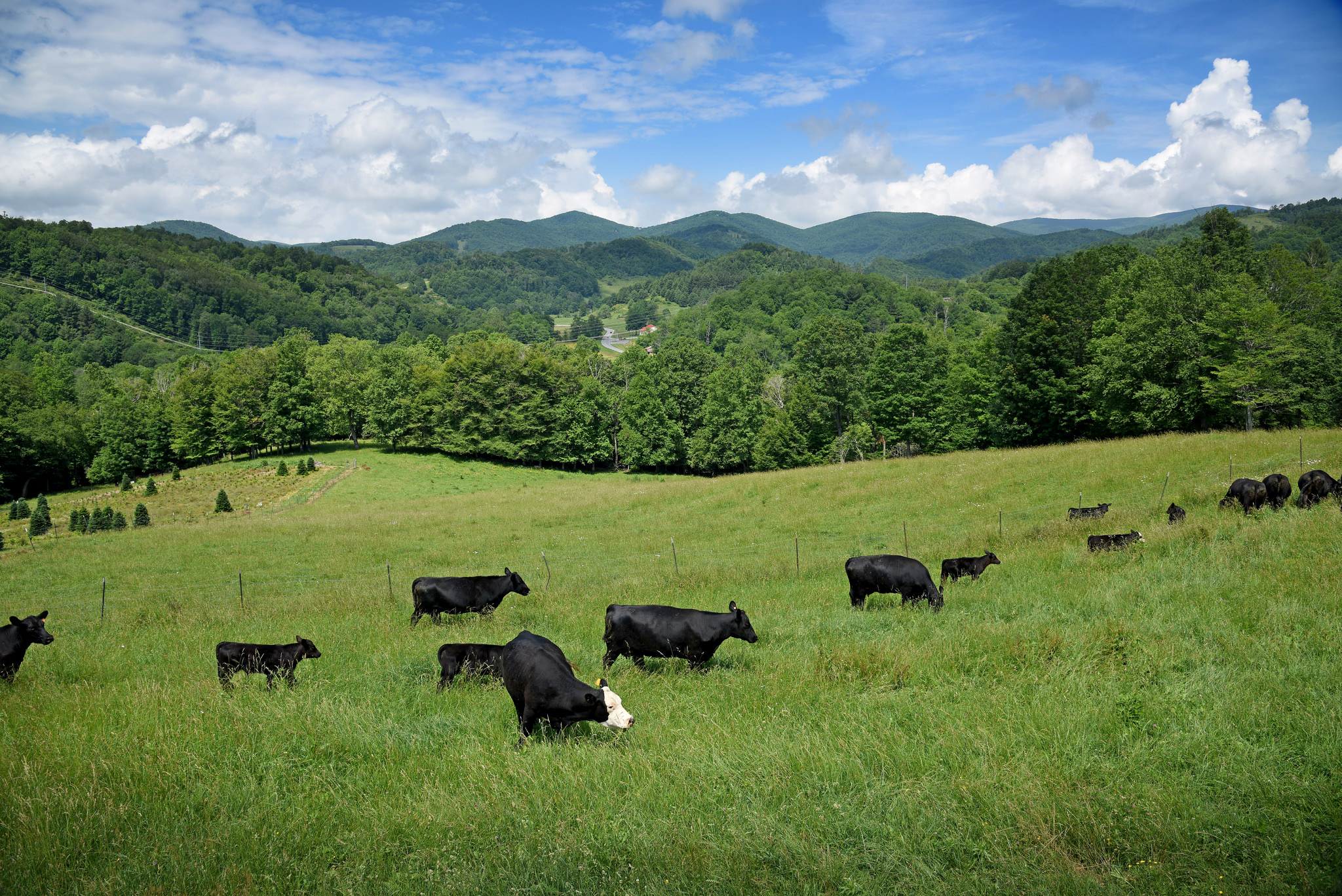 Cows in field