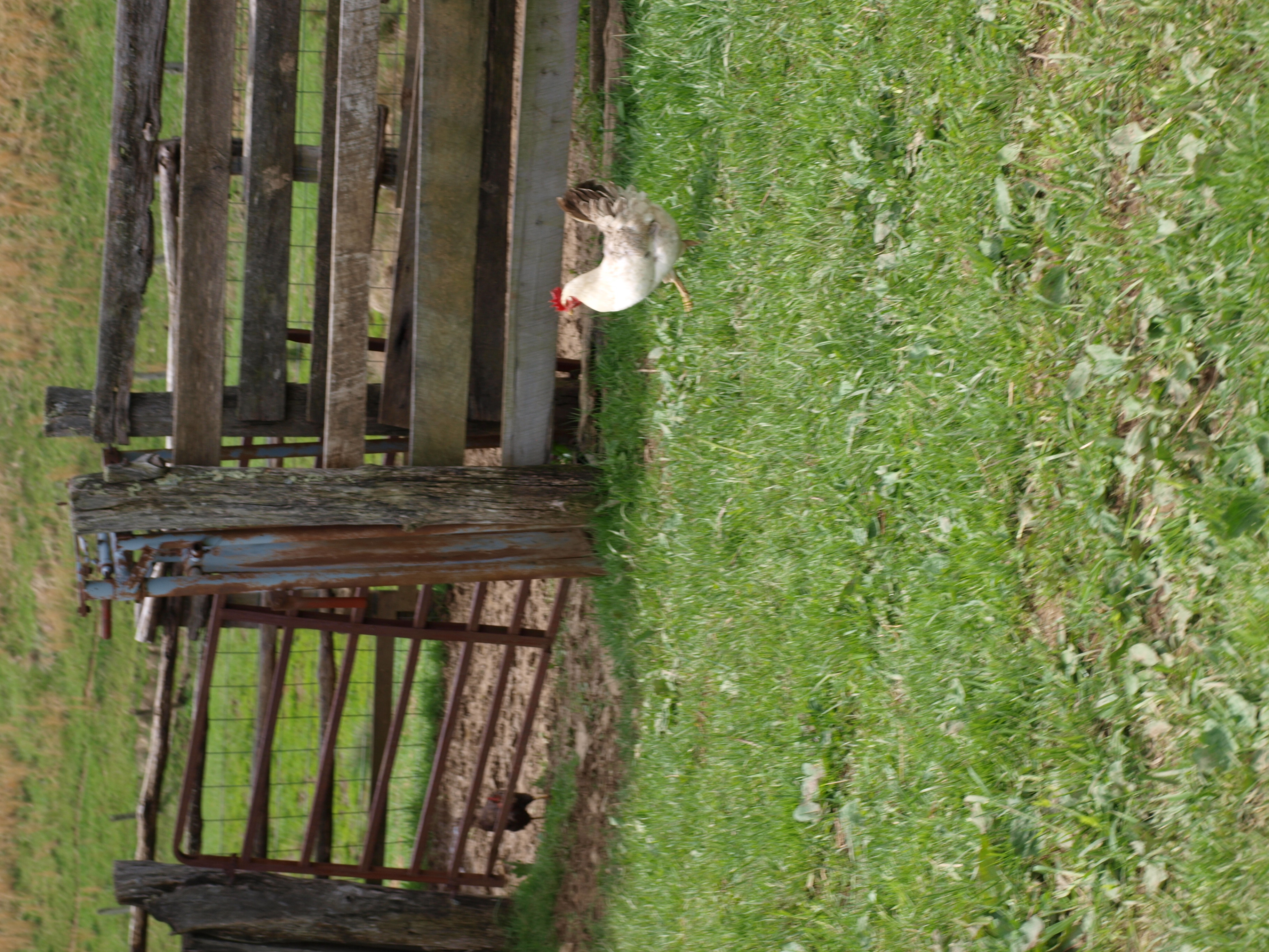 Baling twine as a fence « pdfangus