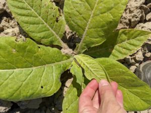 Yellow-striped armyworm larvae feeding in tobacco.