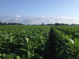 Cover photo for 2020 Tobacco Variety Overview & Selection Webinar