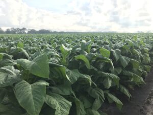 Cover photo for From the Field - Agronomy Notes: Vol. 6, Num. 4