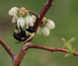 Cover photo for View Recordings of Blueberry Production Webinars