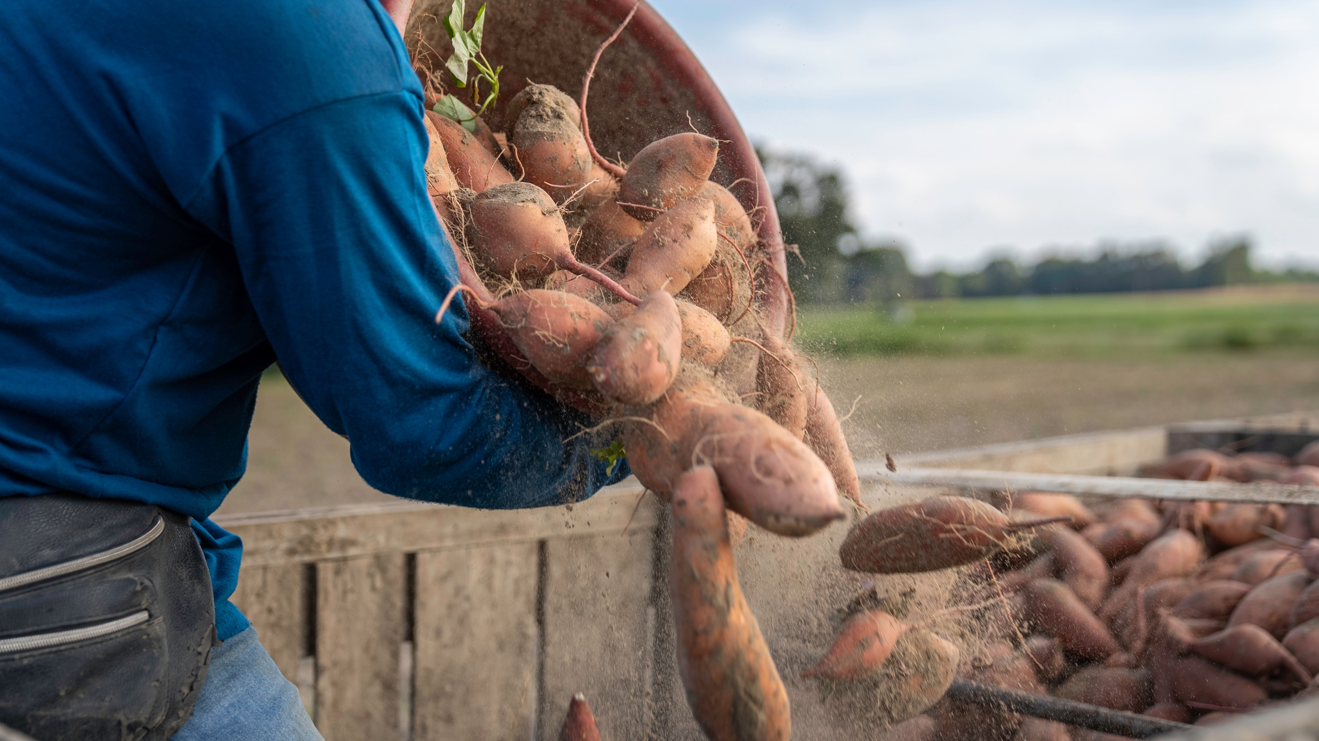 sweet potato harvest