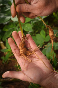 ginseng in hand
