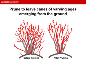 graphic of pruned blueberry bushes