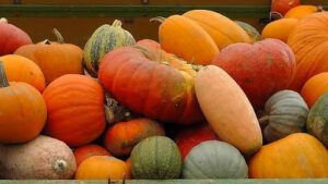 Cover photo for Pumpkins Delicious and Nutritious